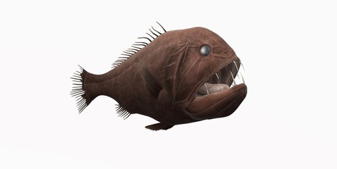Deep Sea Fish