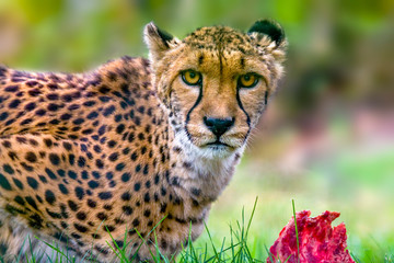 a big cat cheetah while eating the prey