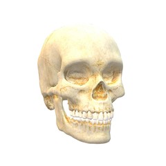 Human Skull
