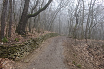 forest road on foggy day