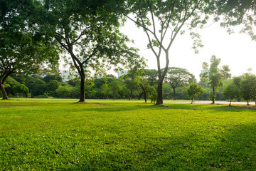 Green trees during the morning sunrise in the park.