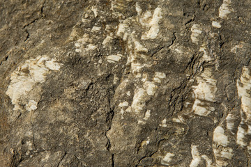 Texture of uneven gray stone