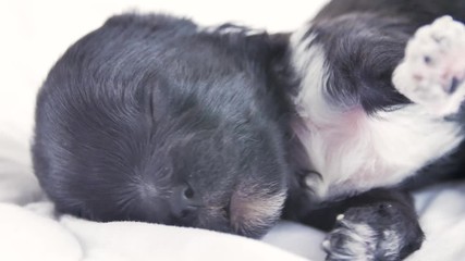 Portrait of a sleeping Yorkshire Terrier puppy, lying on a cozy blanket. Close up. Puppy twitches in her sleep and sweet yawns.