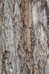 Closeup Tree Bark Texture Background