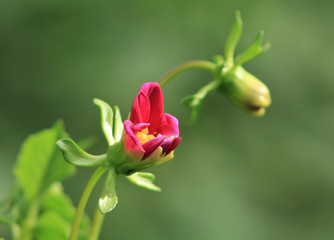 red flowers being born in the garden