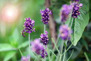 Obraz premium Nahaufnahme einer Biene an blauem Lavendel