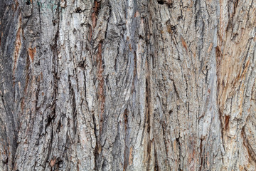 Closeup Tree Bark Texture Background