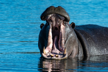 Fototapeta na wymiar Hippopotamus yawning