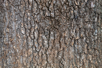 Obraz premium Closeup Tree Bark Texture Background