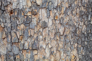 Closeup Tree Bark Texture Background