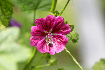 Obraz premium Mauretanische Malve (Malva sylvestris ssp. mauritiana) mit Biene als Detail.