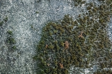 mildewed wall background