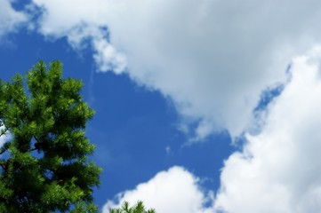 Obraz premium Branches of firs and pine against the sky and clouds