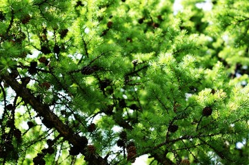 Beautiful pine trees on background high mountains.