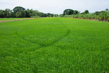 Rice paddy field in Thailand