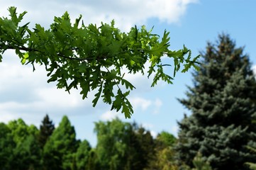 Beautiful pine trees on background high mountains.