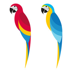 Flet parrot macaw on white background © Roman