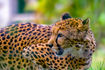 a big cat cheetah while eating the prey