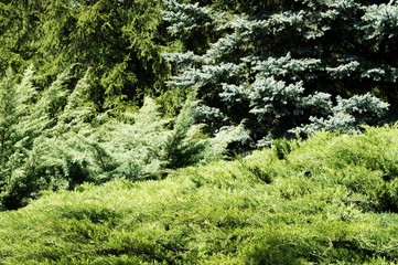 Obraz premium Beautiful pine trees on background high mountains.