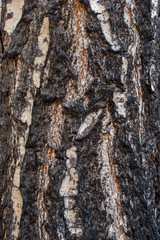 Beautiful texture of the old cracked birch bark. Suitable for background.