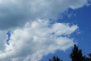 Branches of firs and pine against the sky and clouds