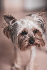 Portrait of a funny funny yorkshire terrier with long brown hair. Selective focus on the eyes. The background is blurry.
