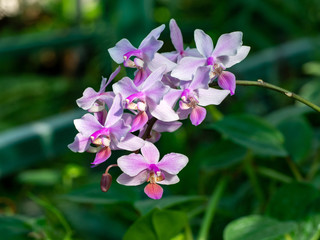 Phalaenopsis wilsonii moth orchid in a greenhouse