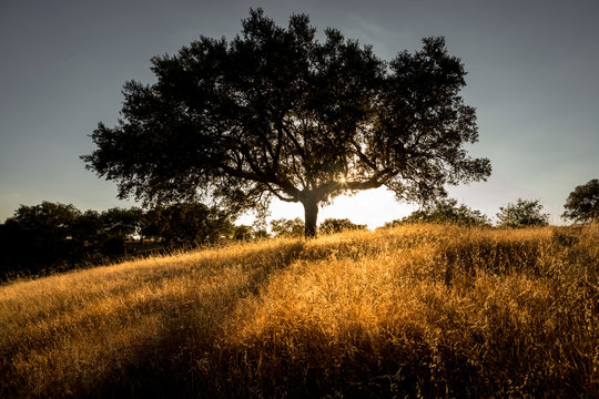 Una encina en medio del campo iluminada a contraluz  con luz dorada, durante la puesta de sol, en la regi&oacute;n de Alentejo, en Portugal