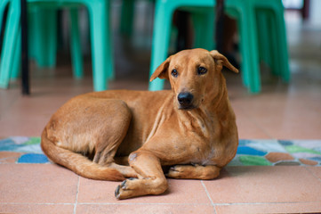 Isolated brown dog lays down on the floor