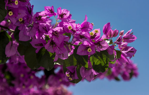Una buganvilia en flor de color lila contra el cielo azul