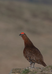 Red grouse , Lagopus lagopus scotica