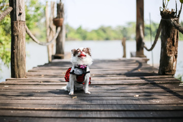 Obraz premium Chihuahua chocolate and white color dog on the wooden bridge near the river.