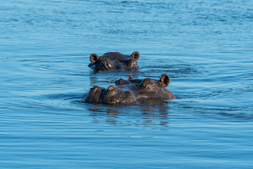 Hippopotamus in water