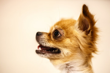 Close-up of Chihuahua emotion on pale yellow background.