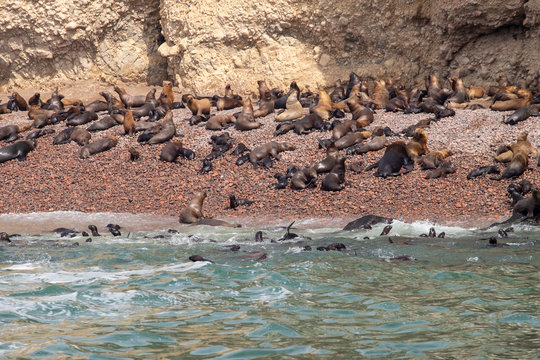 Group of sea lions with their young babies in the Ballestas Island Paracas Peru