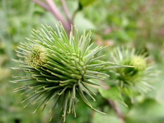 Bardane (Arctium).