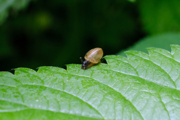 small green snail on leaf