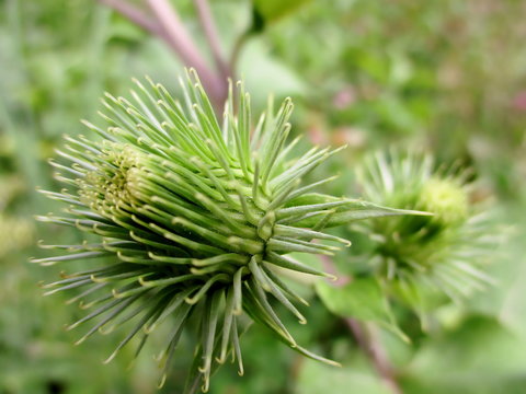 Bardane (Arctium).