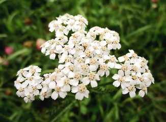 Gros plan d'une grappe de fleurs blanches en ombelle d'achillée millefeuille (achillea millefolium). © VeroniqueMonin