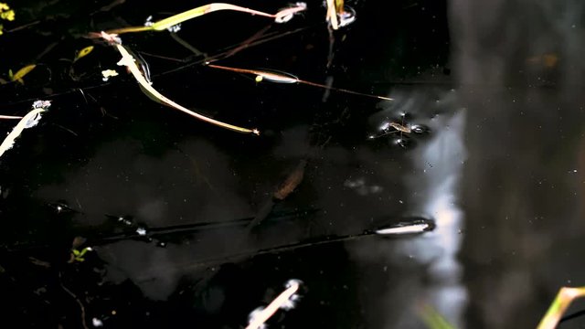 Gerris lacustris, commonly known as the common pond skater - selective focus on eyes