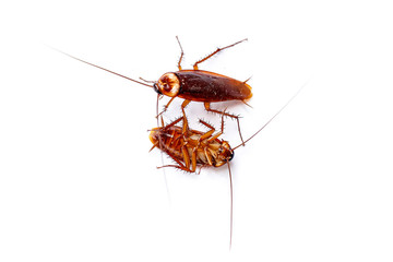 The top and bottom view cockroach thailand isolated on white background, copy space.