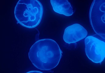 blue jellyfish in water