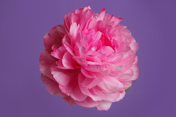 Bright pink peony isolated on a lilac background.