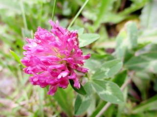 Gros plan en extérieur d'une fleur rose vif de trèfle des prés (Trifolium pratense). 