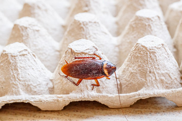 Close up the cockroach thailand on the paper of egg container background, Useless animals concepts, copy space.