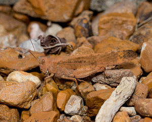 Reddish brown or rust colored Carolina grasshopper camouflaged in its surroundings
