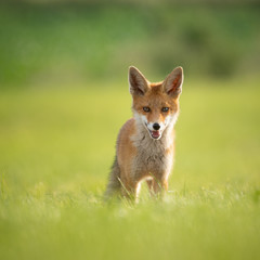 Fox in a field