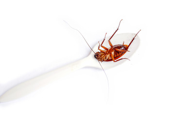 Close up the cockroach thailand on white spoon isolated white paper background, Useless animals concepts, copy space.