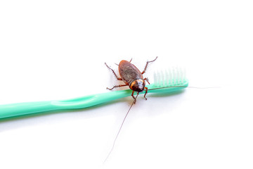 Close up the cockroach thailand on green toothbrush isolated white background, Useless animals concepts, copy space.