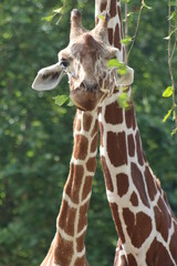 girafe